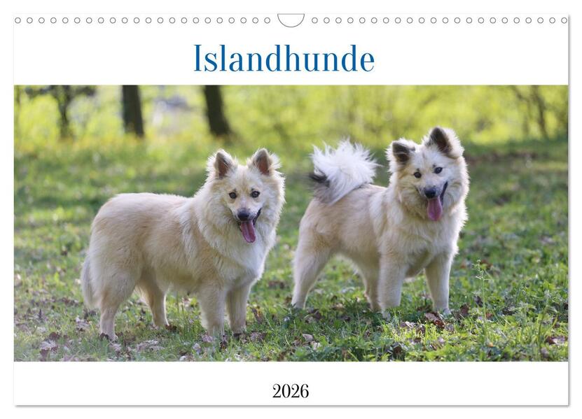 Islandhunde (Wandkalender 2026 DIN A3 quer) CALVENDO Monatskalender