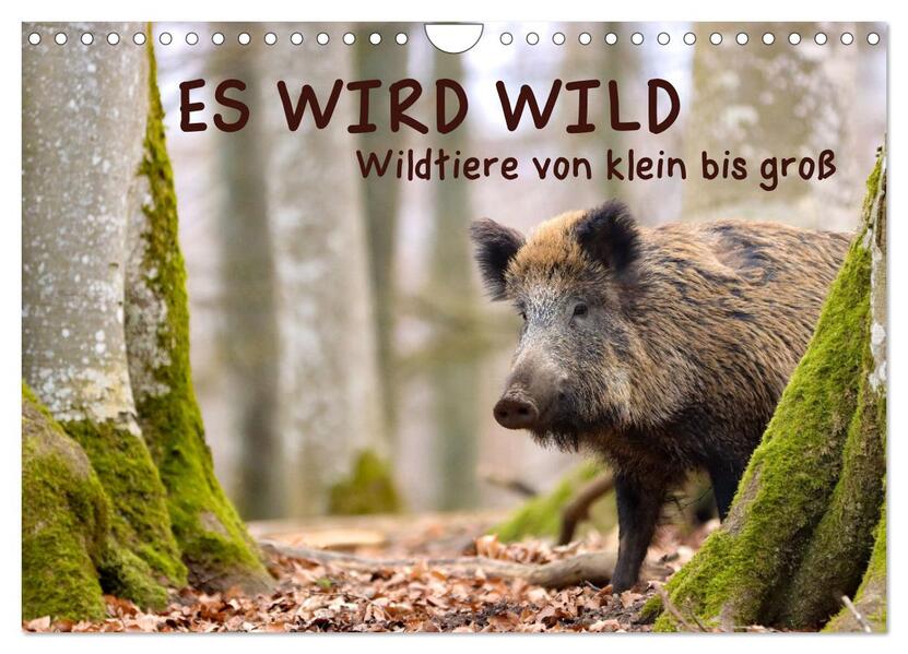 ES WIRD WILD Wildtiere von klein bis groß (Wandkalender 2026 DIN A4 quer) CALVENDO Monatskalender