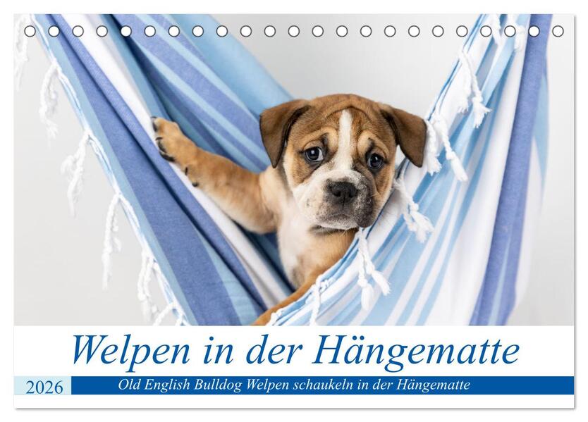 Welpen in der Hängematte (Tischkalender 2026 DIN A5 quer) CALVENDO Monatskalender