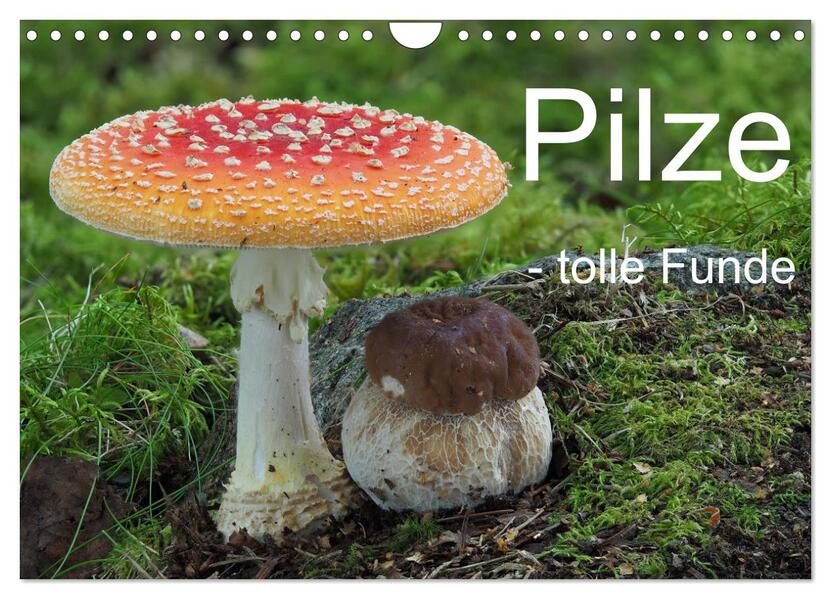 Pilze - tolle Funde (Wandkalender 2026 DIN A4 quer) CALVENDO Monatskalender