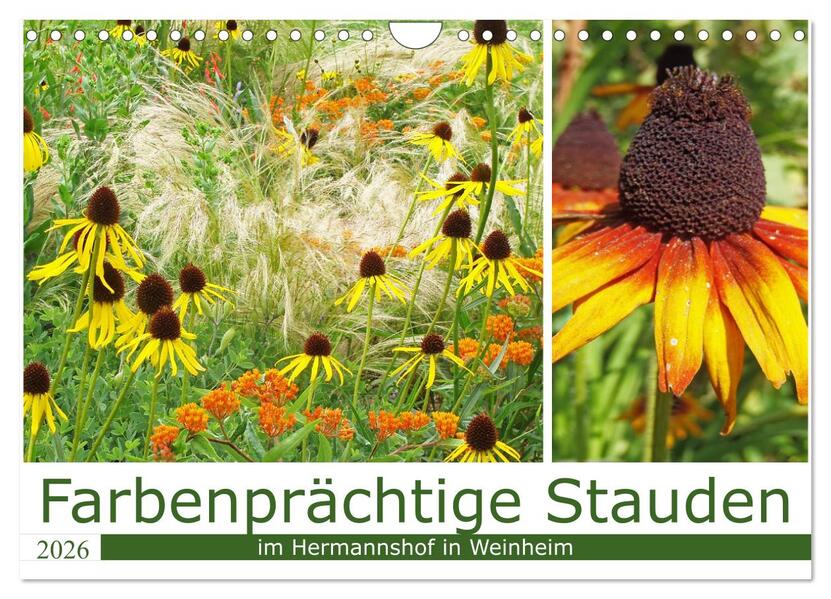 Farbenprächtige Stauden im Hermannshof in Weinheim (Wandkalender 2026 DIN A4 quer) CALVENDO Monatskalender