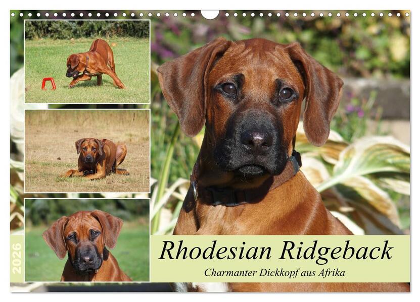 Rhodesian Ridgeback - Charmanter Dickkopf aus Afrika (Wandkalender 2026 DIN A3 quer) CALVENDO Monatskalender