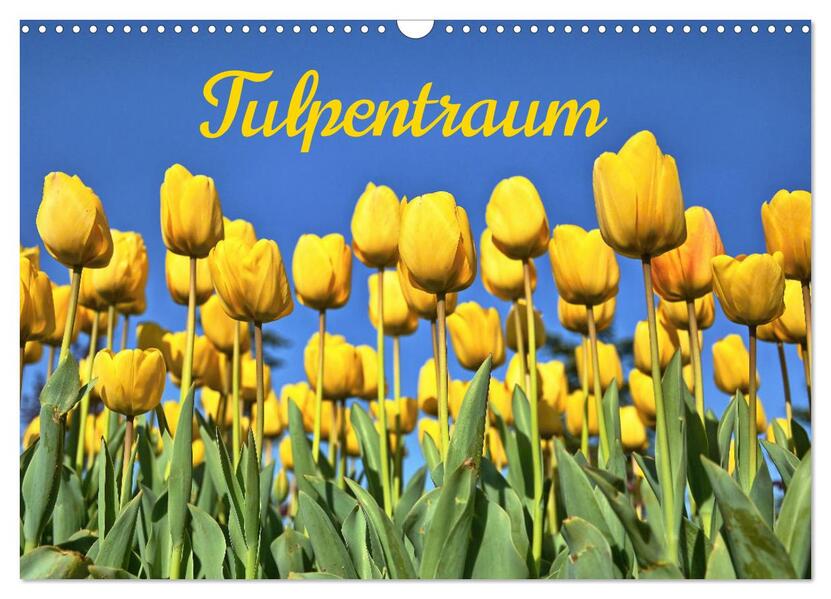 Tulpentraum (Wandkalender 2026 DIN A3 quer) CALVENDO Monatskalender