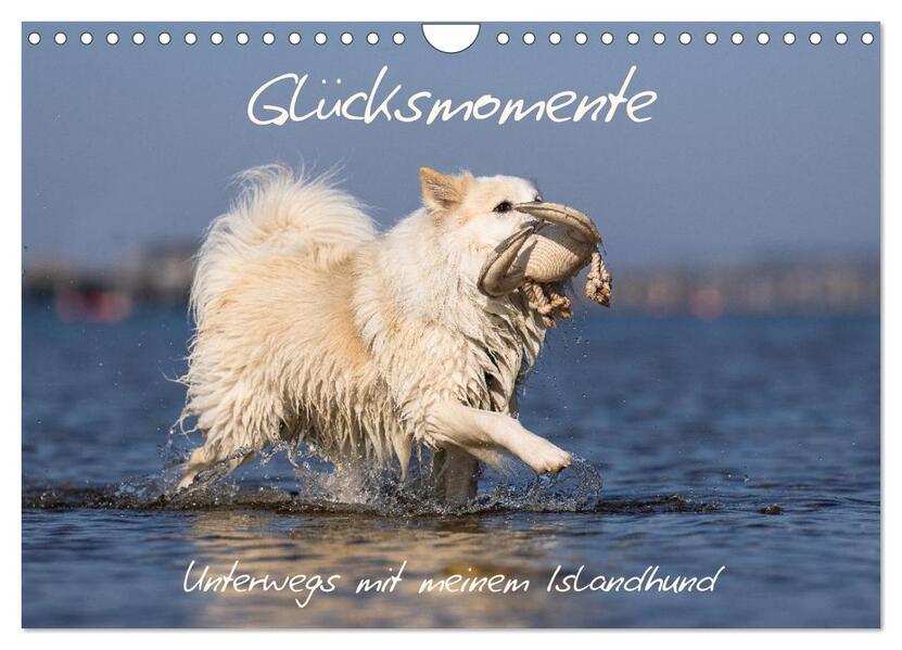Glücksmomente - Unterwegs mit meinem Islandhund (Wandkalender 2026 DIN A4 quer) CALVENDO Monatskalender