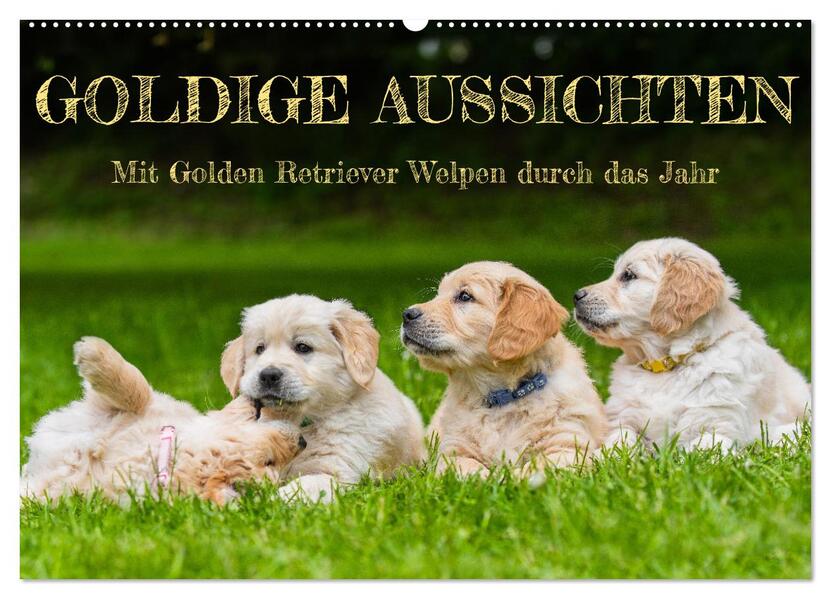 Goldige Aussichten - Mit Golden Retriever Welpen durch das Jahr (Wandkalender 2026 DIN A2 quer) CALVENDO Monatskalender