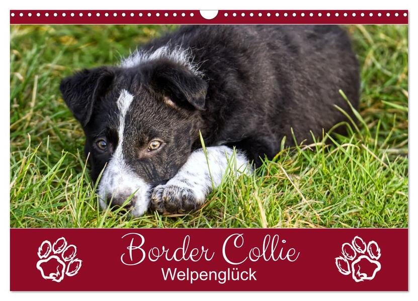 Border Collie - Welpenglück (Wandkalender 2026 DIN A3 quer) CALVENDO Monatskalender