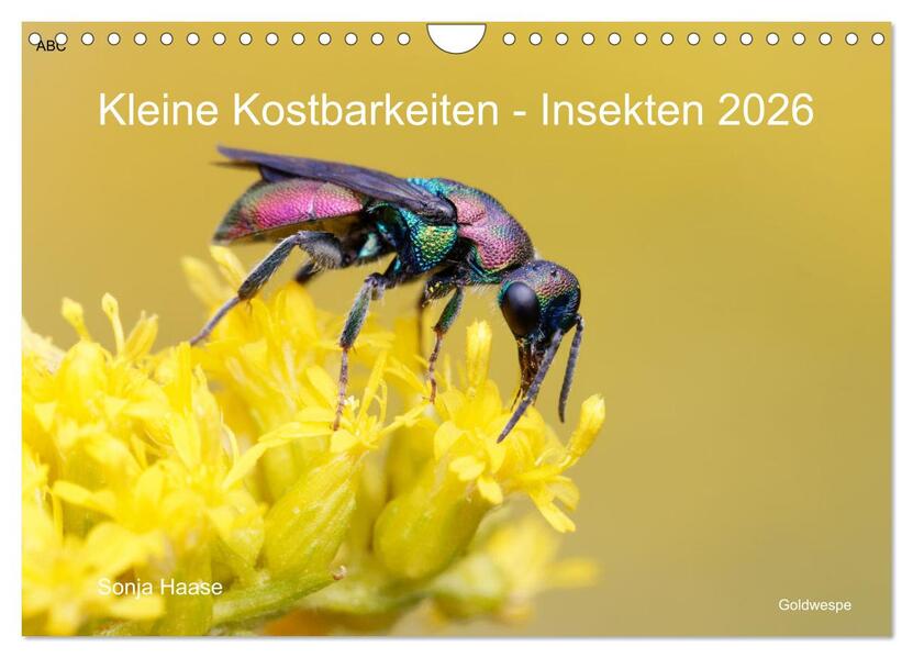 Kleine Kostbarkeiten Insekten (Wandkalender 2026 DIN A4 quer) CALVENDO Monatskalender