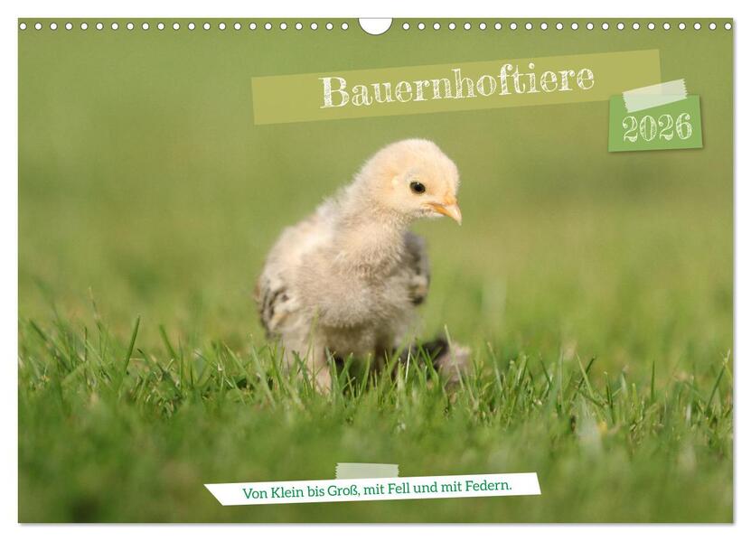 Bauernhoftiere - Von Klein bis Groß mit Fell und mit Federn. (Wandkalender 2026 DIN A3 quer) CALVENDO Monatskalender