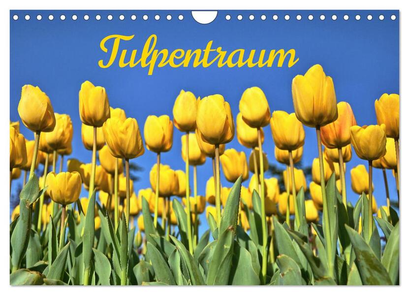 Tulpentraum (Wandkalender 2026 DIN A4 quer) CALVENDO Monatskalender
