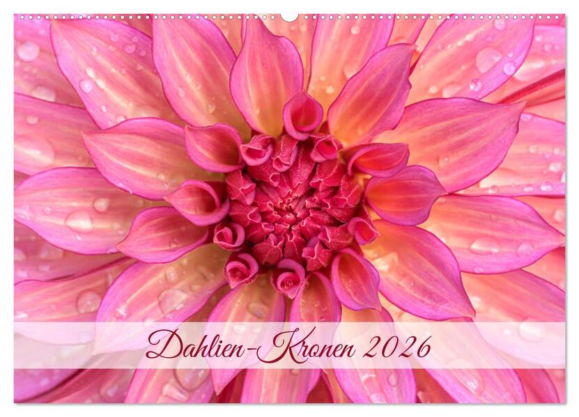 Dahlien-Kronen (Wandkalender 2026 DIN A2 quer) CALVENDO Monatskalender