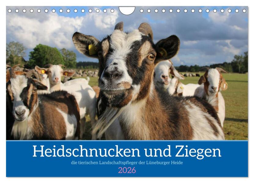 Heidschnucken und Ziegen die tierischen Landschaftspfleger der Lüneburger Heide (Wandkalender 2026 DIN A4 quer) CALVENDO Monatskalender