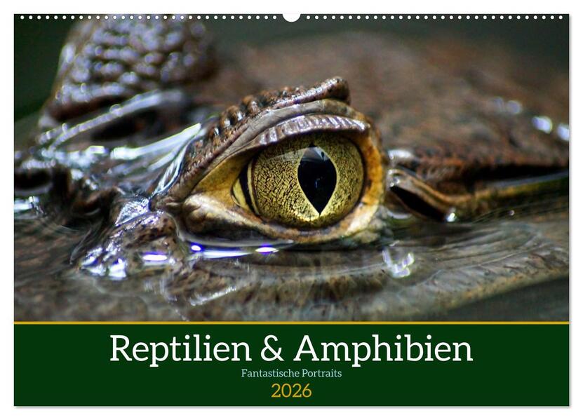 Reptilien & Amphibien Portraits (Wandkalender 2026 DIN A2 quer) CALVENDO Monatskalender