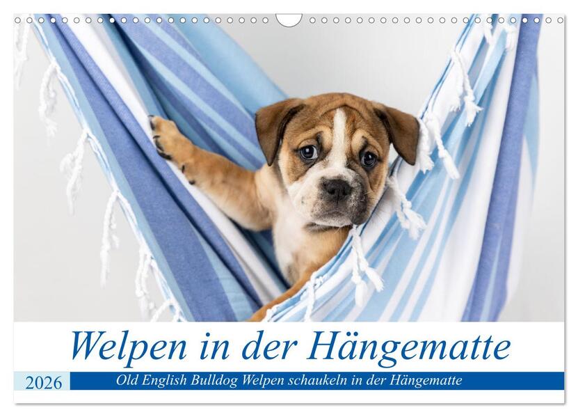 Welpen in der Hängematte (Wandkalender 2026 DIN A3 quer) CALVENDO Monatskalender