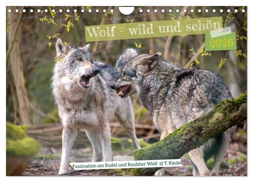Wolf - wild und schön (Wandkalender 2026 DIN A4 quer) CALVENDO Monatskalender