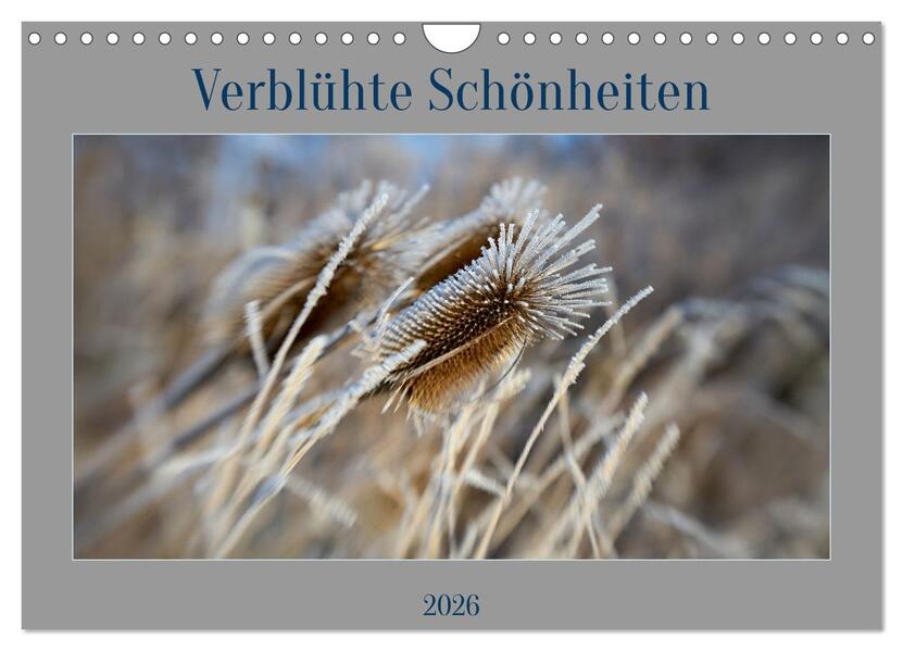 Verblühte Schönheiten (Wandkalender 2026 DIN A4 quer) CALVENDO Monatskalender