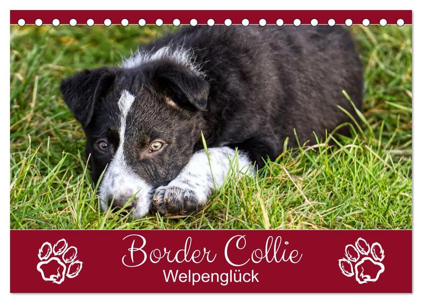 Border Collie - Welpenglück (Tischkalender 2026 DIN A5 quer) CALVENDO Monatskalender