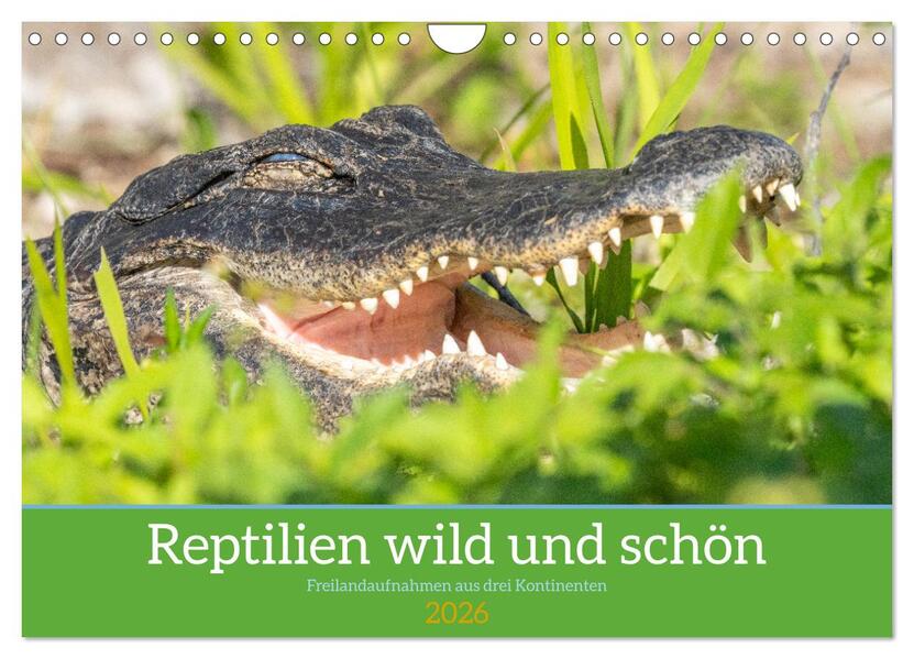 Reptilien wild und schön (Wandkalender 2026 DIN A4 quer) CALVENDO Monatskalender