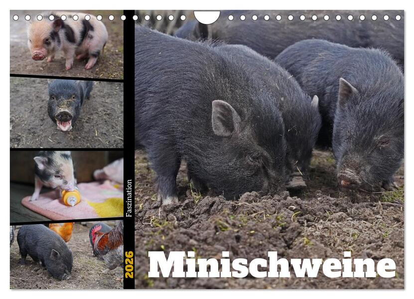Faszination Minischweine (Wandkalender 2026 DIN A4 quer) CALVENDO Monatskalender