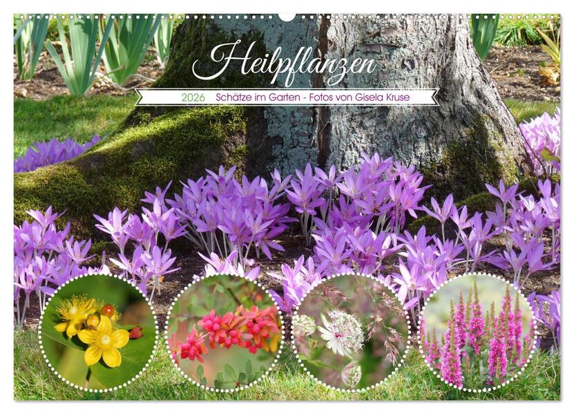 Heilpflanzen - Schätze im Garten (Wandkalender 2026 DIN A2 quer) CALVENDO Monatskalender