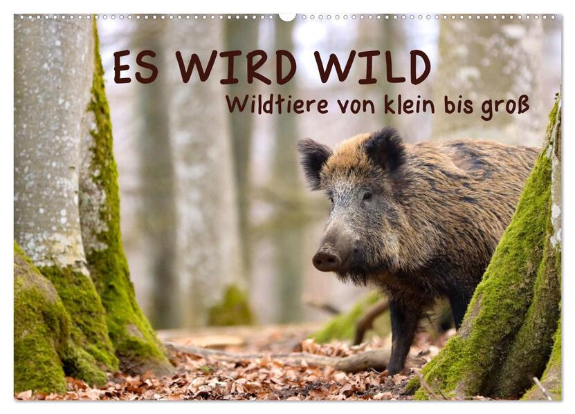 ES WIRD WILD Wildtiere von klein bis groß (Wandkalender 2026 DIN A2 quer) CALVENDO Monatskalender