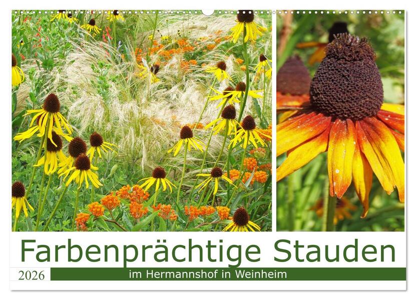 Farbenprächtige Stauden im Hermannshof in Weinheim (Wandkalender 2026 DIN A2 quer) CALVENDO Monatskalender