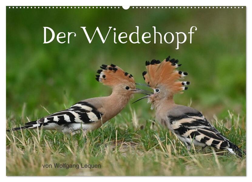 Der Wiedehopf (Wandkalender 2026 DIN A2 quer) CALVENDO Monatskalender