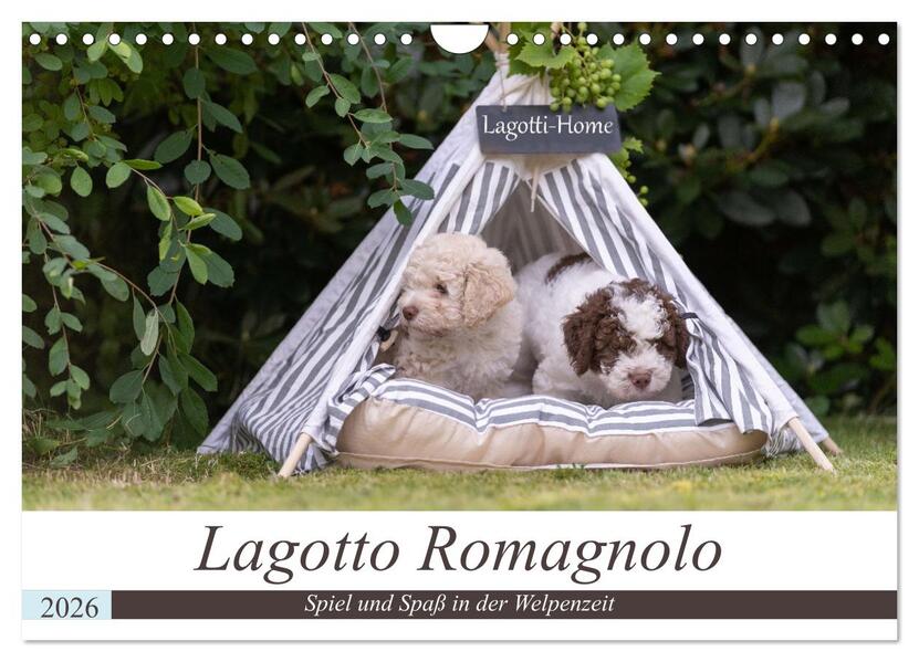 Lagotto Romagnolo - Spiel und Spaß in der Welpenzeit (Wandkalender 2026 DIN A4 quer) CALVENDO Monatskalender