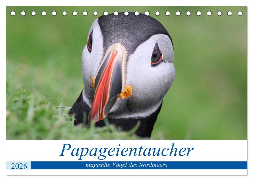 Papageientaucher 2026 - Magische Vögel des Nordmeers (Tischkalender 2026 DIN A5 quer) CALVENDO Monatskalender