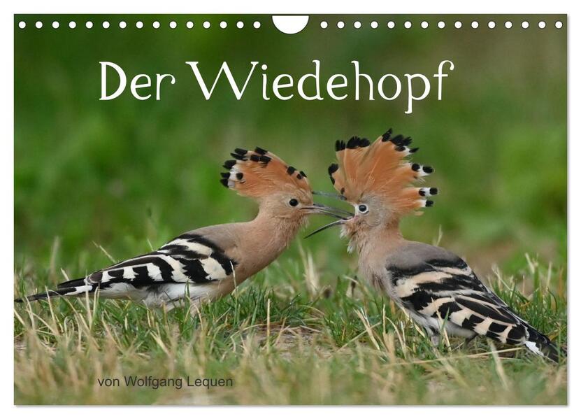 Der Wiedehopf (Wandkalender 2026 DIN A4 quer) CALVENDO Monatskalender