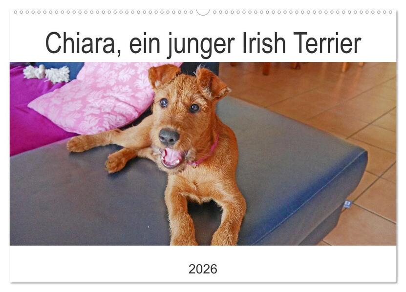 Chiara ein junger Irish Terrier (Wandkalender 2026 DIN A2 quer) CALVENDO Monatskalender