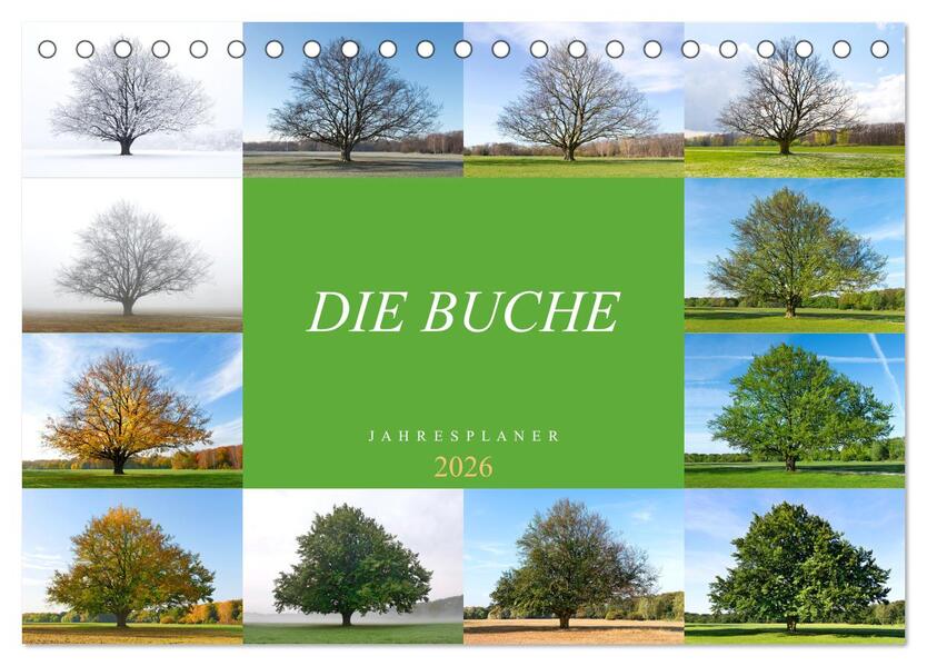 Die Buche: Jahresplaner 2026 (Tischkalender 2026 DIN A5 quer) CALVENDO Monatskalender