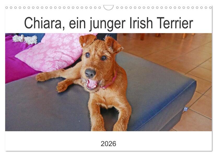 Chiara ein junger Irish Terrier (Wandkalender 2026 DIN A3 quer) CALVENDO Monatskalender