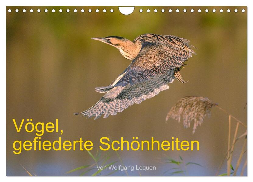 Vögel Gefiederte Schönheiten (Wandkalender 2026 DIN A4 quer) CALVENDO Monatskalender