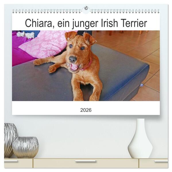 Chiara ein junger Irish Terrier (hochwertiger Premium Wandkalender 2026 DIN A2 quer) Kunstdruck in Hochglanz
