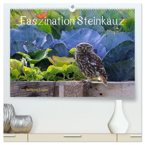 Faszination Steinkauz (hochwertiger Premium Wandkalender 2026 DIN A2 quer) Kunstdruck in Hochglanz