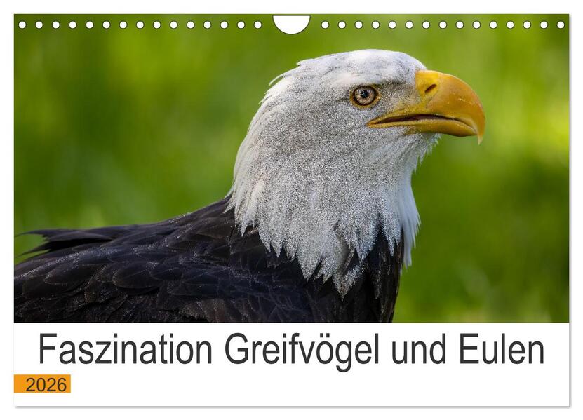 Faszination Greifvögel und Eulen (Wandkalender 2026 DIN A4 quer) CALVENDO Monatskalender