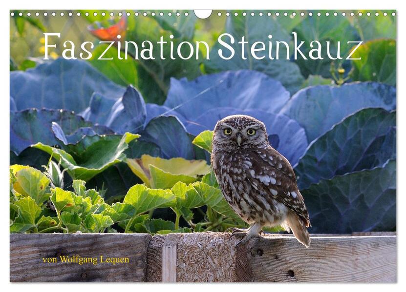 Faszination Steinkauz (Wandkalender 2026 DIN A3 quer) CALVENDO Monatskalender