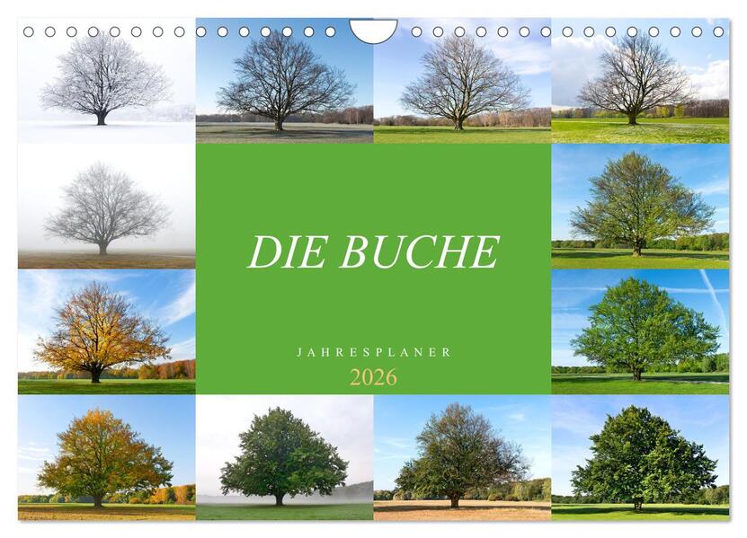 Die Buche: Jahresplaner 2026 (Wandkalender 2026 DIN A4 quer) CALVENDO Monatskalender