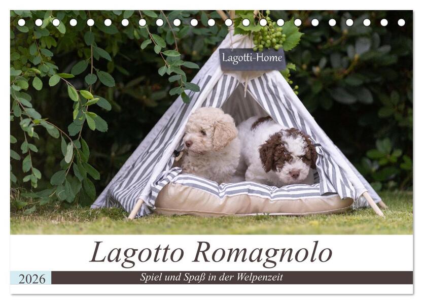Lagotto Romagnolo - Spiel und Spaß in der Welpenzeit (Tischkalender 2026 DIN A5 quer) CALVENDO Monatskalender