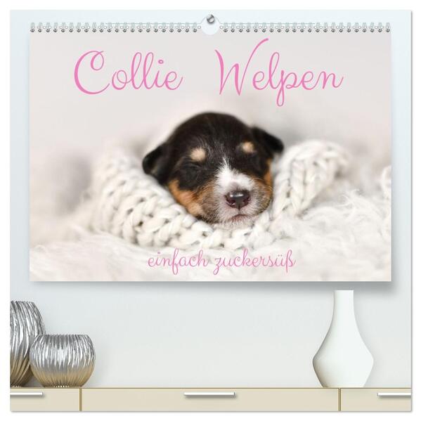 Collie Welpen einfach zuckersüß (hochwertiger Premium Wandkalender 2026 DIN A2 quer) Kunstdruck in Hochglanz
