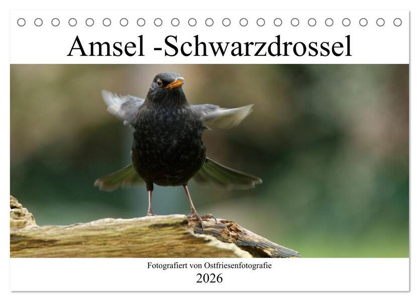 Amsel - Schwarzdrossel fotografiert von Ostfriesenfotografie (Tischkalender 2026 DIN A5 quer) CALVENDO Monatskalender
