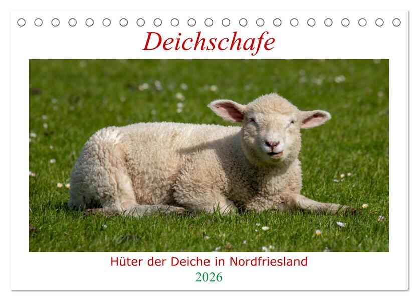 Deichschafe - Hüter der Deiche in Nordfriesland (Tischkalender 2026 DIN A5 quer) CALVENDO Monatskalender