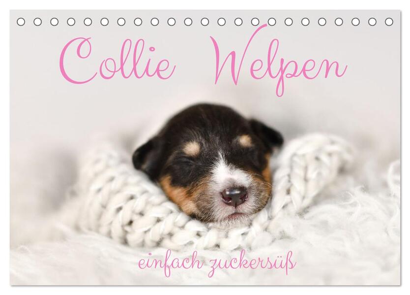 Collie Welpen einfach zuckersüß (Tischkalender 2026 DIN A5 quer) CALVENDO Monatskalender