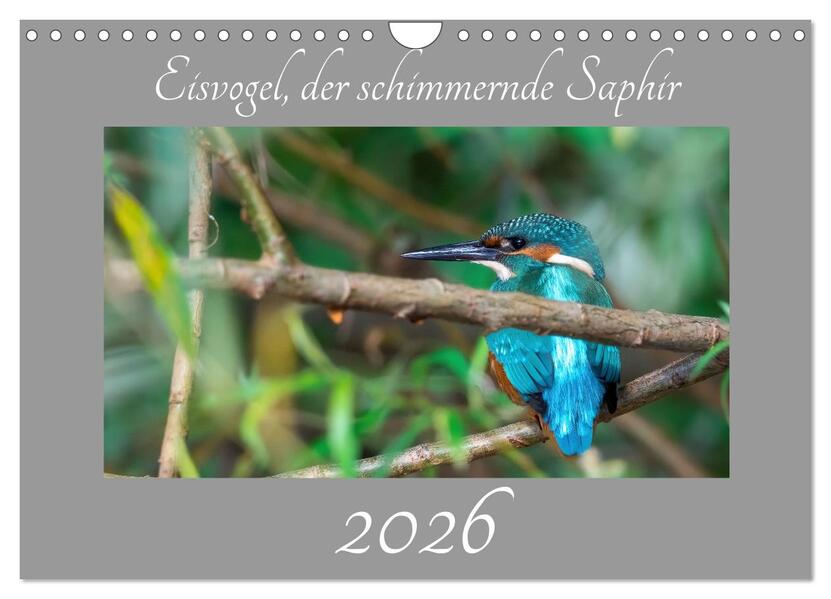 Eisvogel der schimmernde Saphir (Wandkalender 2026 DIN A4 quer) CALVENDO Monatskalender
