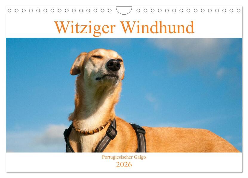 Witziger Windhund - Portugiesischer Galgo (Wandkalender 2026 DIN A4 quer) CALVENDO Monatskalender