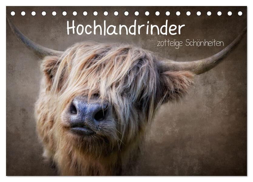 Hochlandrinder - Zottelige Schönheiten (Tischkalender 2026 DIN A5 quer) CALVENDO Monatskalender