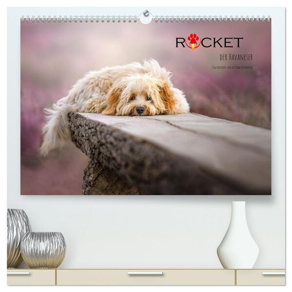 Rocket der Havaneser (hochwertiger Premium Wandkalender 2026 DIN A2 quer) Kunstdruck in Hochglanz