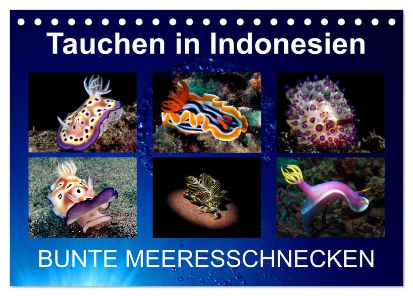 Tauchen in Indonesien - BUNTE MEERESSCHNECKEN (Tischkalender 2026 DIN A5 quer) CALVENDO Monatskalender