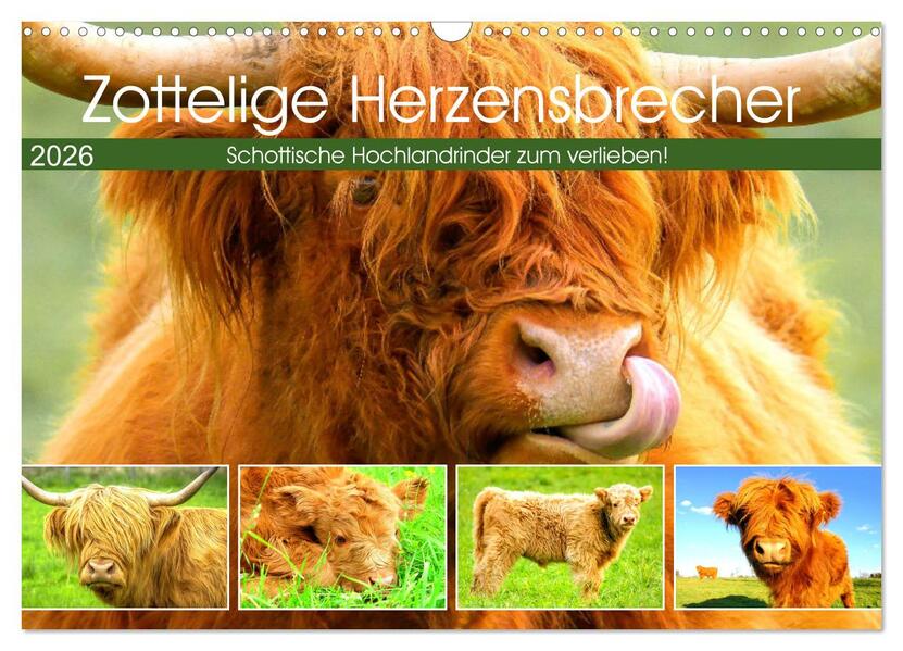 Zottelige Herzensbrecher. Schottische Hochlandrinder zum Verlieben (Wandkalender 2026 DIN A3 quer) CALVENDO Monatskalender