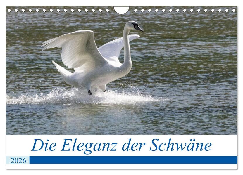 Die Eleganz der Schwäne (Wandkalender 2026 DIN A4 quer) CALVENDO Monatskalender